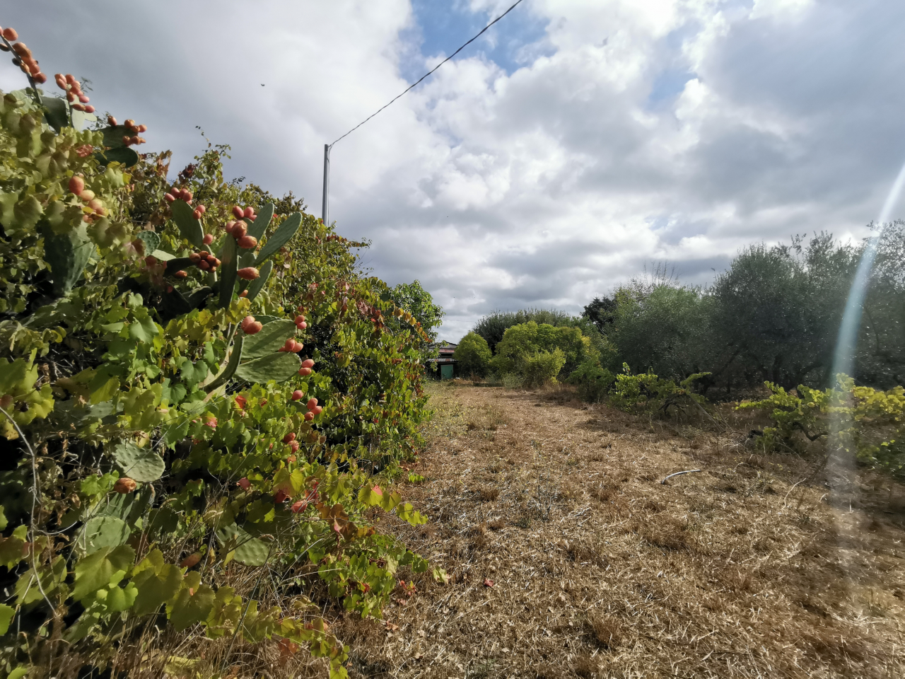 Terreno in vendita a Cafaggio (LI) - rif. Z222