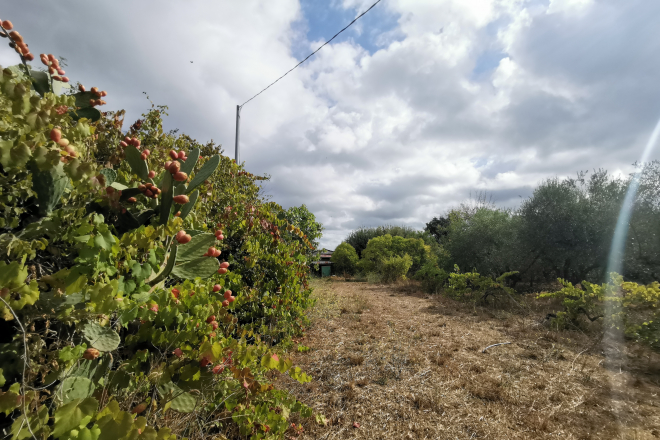 Terreno in vendita a Cafaggio (LI) - rif. Z222