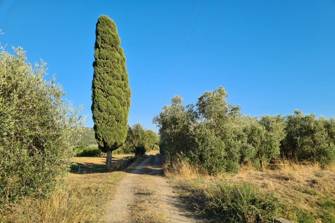 Terreno in vendita a Campiglia Marittima (LI) - rif. Z229