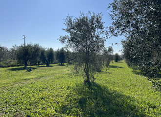 Terreno in vendita a Venturina Terme (LI) - rif. Z232
