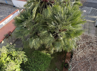 Villa a schiera in vendita a Populonia Stazione (LI) - rif. B215