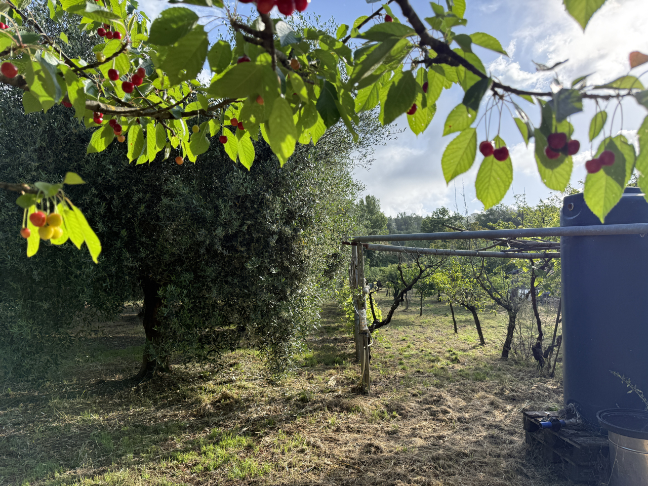 Terreno in vendita a Cafaggio (LI) - rif. Z234