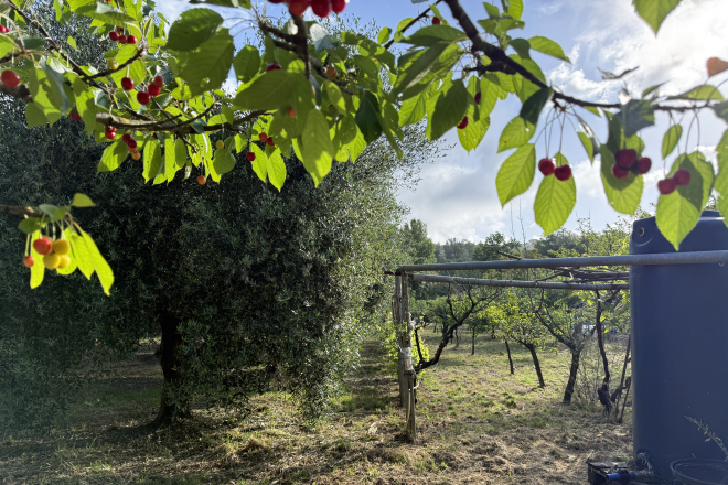 Terreno in vendita a Cafaggio (LI) - rif. Z234