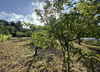 Terreno in vendita a Cafaggio (LI) - rif. Z234