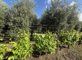 Terreno in vendita a Cafaggio (LI) - rif. Z234