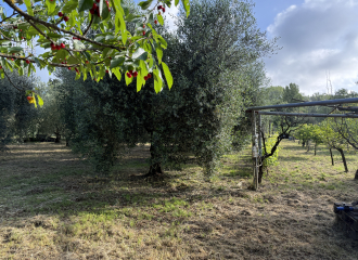 Terreno in vendita a Cafaggio (LI) - rif. Z234