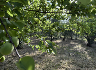 Terreno in vendita a Cafaggio (LI) - rif. Z234