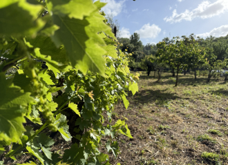 Terreno in vendita a Cafaggio (LI) - rif. Z234