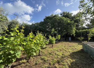 Terreno in vendita a Cafaggio (LI) - rif. Z234