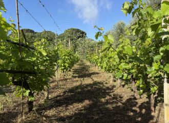 Terreno in vendita a Cafaggio (LI) - rif. Z234