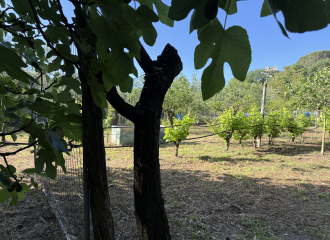 Terreno in vendita a Cafaggio (LI) - rif. Z234