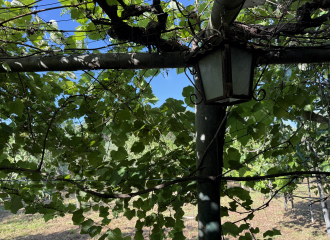 Terreno in vendita a Cafaggio (LI) - rif. Z234